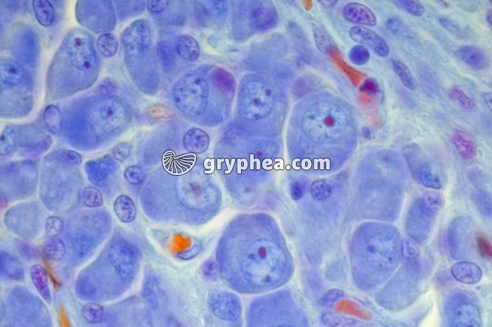 Cellules embryon souris x400 - gryphea.org